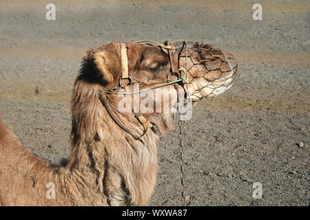 Close up of the head of one dromedary riding in Lanzarote. Stock Photo