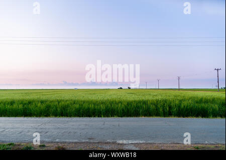 peaceful and minimalistic scene of paddy field in the early morning dawn with warm and purple light and few clouds in the sky in the ebro delta park Stock Photo