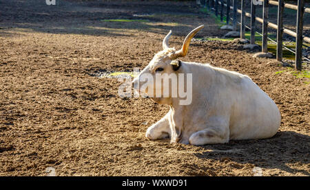 White buffalo in a paddock. Stock Photo