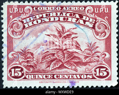 Tobacco plants on vintage stamp of Honduras Stock Photo