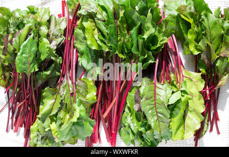 fresh vegetables - beet on the white background Stock Photo