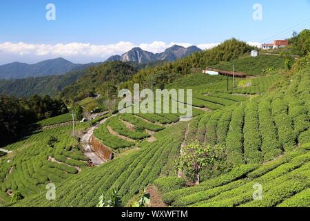 Tea farm in Taiwan. Hillside tea plantations in Shizhuo, Alishan mountains. Stock Photo