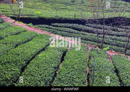 Tea farm in Taiwan. Hillside tea plantation in Shizhuo, Alishan mountains. Stock Photo