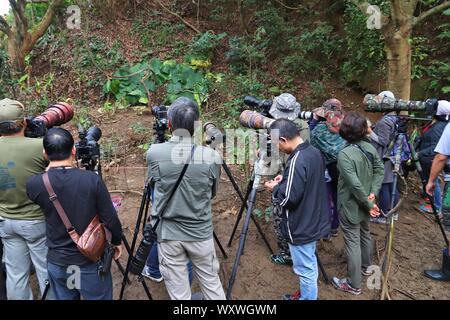 YEHLIU, TAIWAN - NOVEMBER 24, 2018: Bird watching photographers visit Yehliu Geopark in Taiwan. Yehliu is a popular tourism destination with peculiar Stock Photo