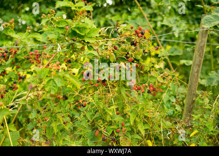 Ripening Cultivated Blackberries in Somerset Orchard, England, UK. Stock Photo