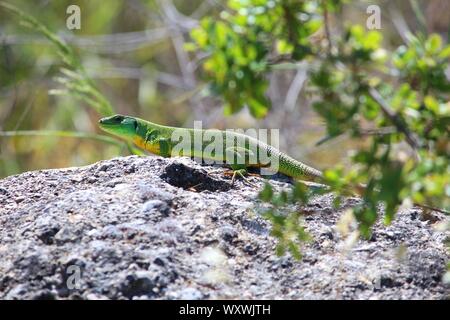 Corfu island nature -  Balkan Green Lizard (Lacerta trilineata). Greece fauna. Stock Photo