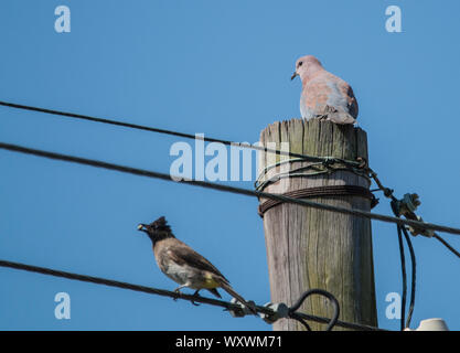 two birds sitting on a telephone pole with the bright blue sky in the background Stock Photo