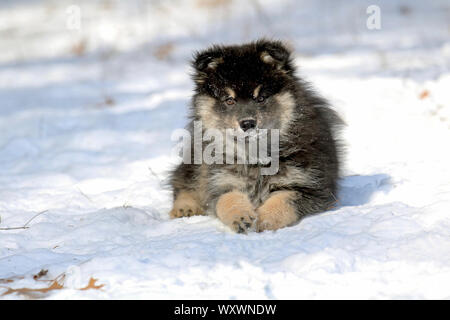 A cute young Finnish Lapphund puppy lying in the snow in winter Stock Photo