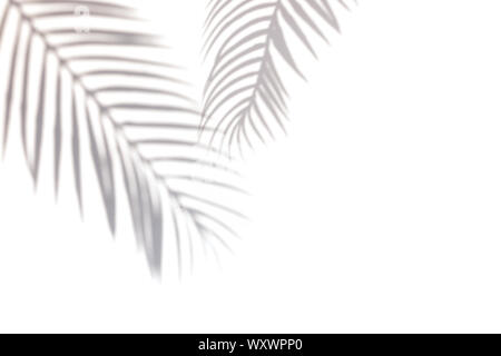 Tropic palm leaf shadow on the white wall. Stock Photo