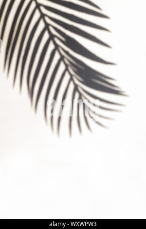 Tropic palm leaf shadow on the white wall. Stock Photo