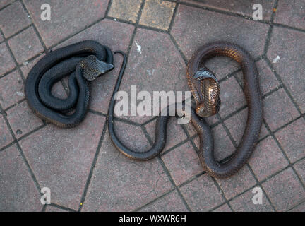 Cobra snakes in the Jamaa el Fna square, the main market place in Marrakesh, Morocco. Stock Photo