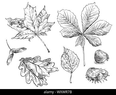 Vector autumn hand drawing oak, birch, horse chestnut, maple leaves outline on the white background. Fall line art of foliage. stock illustration Stock Vector