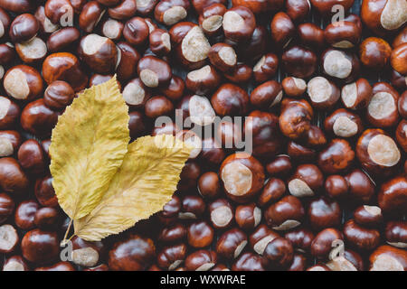 Ripe chestnuts with yellow leaves close up. Raw Chestnuts for Christmas. Fresh sweet chestnut. top wiew. Food autumn background. Stock Photo