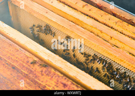 Close up view of the working bees on the honeycomb with sweet honey. Honey is beekeeping healthy produce. Stock Photo