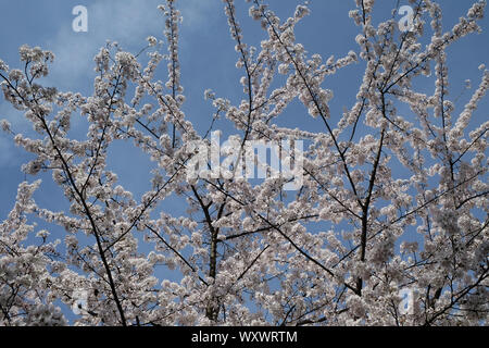 Close up of fruit flowers in the earliest springtime Stock Photo