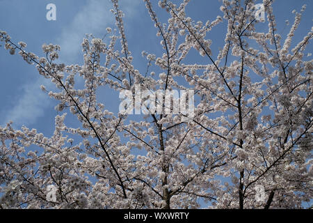 Close up of fruit flowers in the earliest springtime Stock Photo