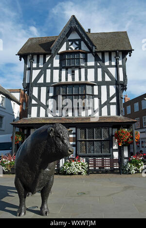 the lifesize bronze statue of a hereford bull in front of the 17th century black and white house museum, hereford, england Stock Photo