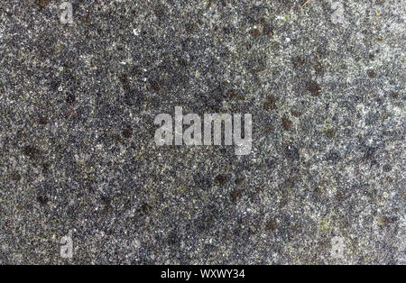 Detail of an old concrete wall covered with lichens. Vintage. Background. Stock Photo