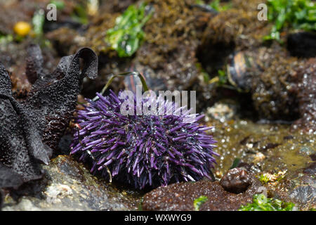 Purple Sea Urchin (Strongylocentrotus purpuratus) in a tide pool at Westport Beach, California Stock Photo