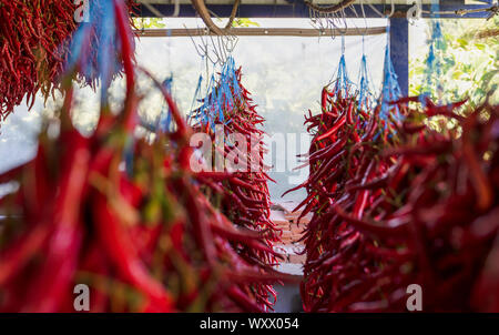 https://l450v.alamy.com/450v/wxx054/drying-long-red-pepper-with-hanging-in-shadow-a-sewing-needle-and-thread-is-required-for-hanging-process-wxx054.jpg