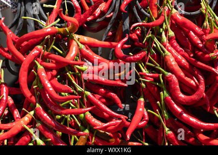 Industrial food dehydrator machine. Professional fruits and vegetables dehydration  machines. Long red pepper in it. Peppers can be dried in the oven a Stock  Photo - Alamy