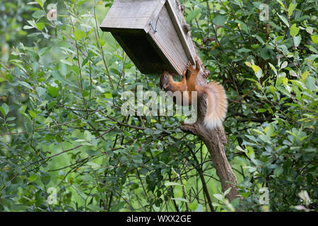 Red squirrel (Sciurus vulgaris) on feeding dish, Scotland Stock Photo