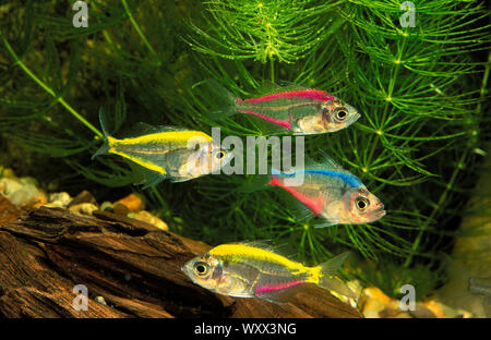 Glass Fish (Parambassis ranga) - Dan's Fish