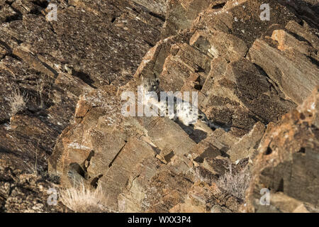 Snow leopard or ounce (Panthera uncia), on rocks, Altai mountains, West Mongolia, Mongolia Stock Photo