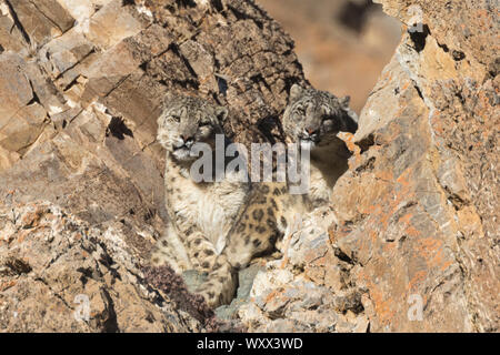 Snow leopard or ounce (Panthera uncia), couple on rocks, Altai mountains, West Mongolia, Mongolia Stock Photo