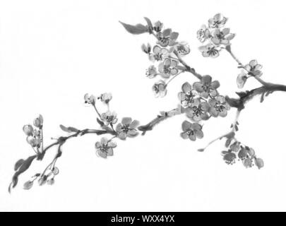 A sakura tree branch in bloom. Traditional chinese painting. Ink painting Stock Photo