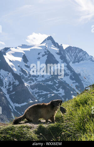 Alpine marmot ( Marmota marmota), in front of Grossglockner - Austria's highest mountain, National Park Hohe Tauern, Austria