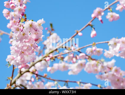 Pink blossom of Prunus Sargentii, Sargent's cherry or North Japanese hill cherry in early spring with blue sky background Stock Photo