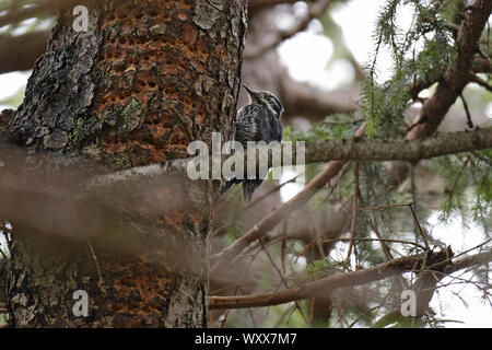 Dreizehenspecht, Picoides tridactylus, three-toed woodpecker Stock Photo