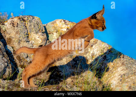 Caracal Caracal Caracal 6 Months Old In Front Of White Background Stock Photo Alamy