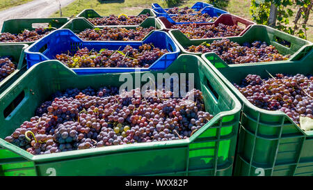 Stacks of colorful plastic baskets filled with bunches of black grapes about to arrive at the winery during the harvest