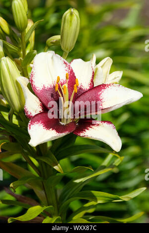 Close-up of Lilium 'Tiny Padhye' burgundy and white flower. Dwarf Asiatic Lily, Pot Lilies, Dwarf Asiatic Lilies, Tiny Series Stock Photo