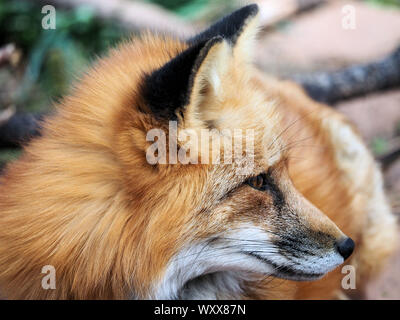 American Red Fox Close Up Stock Photo