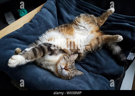 Cat sleeping on a blanket, France Stock Photo