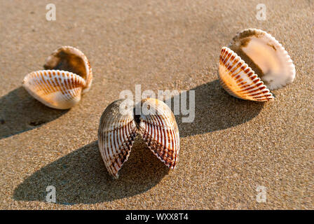 Shells of mussels on the beach; Stock Photo