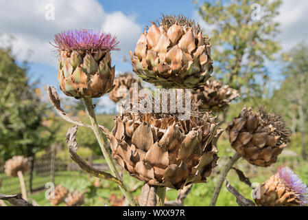 Large thistle-like plant Stock Photo