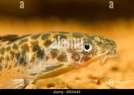 Portrait of a Sucker catfish (Otocinclus flexilis) male Stock Photo