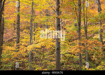 The Fall foliage colours of Maples at Stowe in Vermont, New England, USA Stock Photo