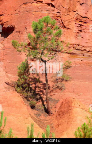 Maritime pine (Pinus pinaster) young pine on ocher cliff, Luberon, France Stock Photo