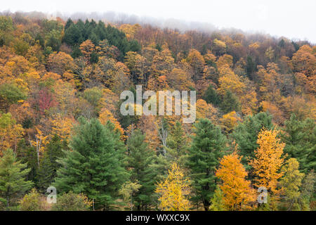The Fall foliage colours of Maple, Aspen and Conifer trees  in Vermont, New England, USA Stock Photo