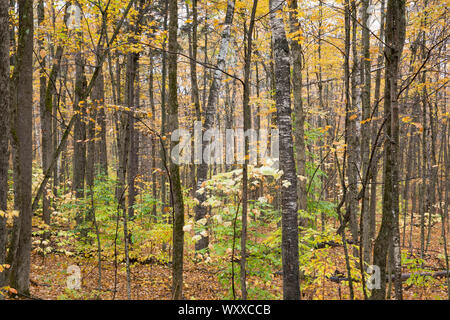 The Fall foliage colours in Vermont, New England, USA Stock Photo