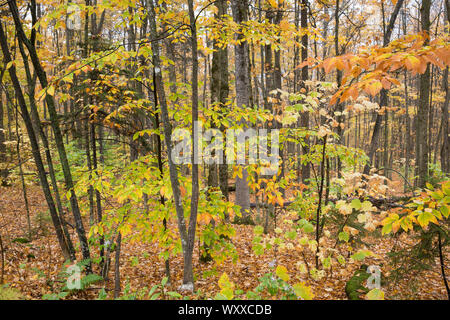 The Fall foliage colours in Vermont, New England, USA Stock Photo