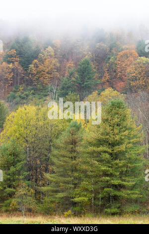 The Fall foliage colours of Aspen trees with conifers near Woodstock in Vermont, New England, USA Stock Photo