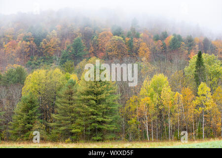 The Fall foliage colours of Aspen trees with conifers near Woodstock in Vermont, New England, USA Stock Photo