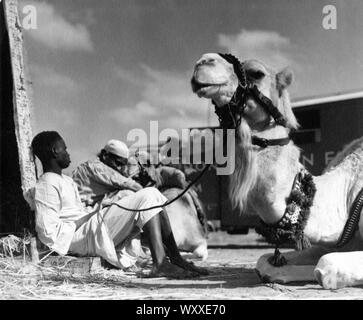 Camels and extras on set candid filming THE FOUR FEATHERS 1939 director Zoltan Korda novel A.E.W.Mason screenplay R.C.Sherriff music Miklos Rozsa producer Alexander Korda London Film Productions / United Artists Stock Photo