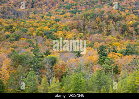 The Fall colours of Aspen and Maple trees at picturesque and spectacular The Equinox Mountain in Manchester, Vermont, USA Stock Photo